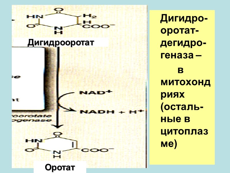 Дигидро-оротат-дегидро-геназа –          в митохондриях (осталь-ные
